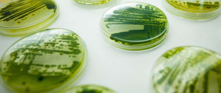 algae allergen-free