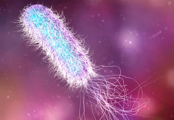 How Archaea and Bacteria Differ and The Roles of These Microorganisms In Life