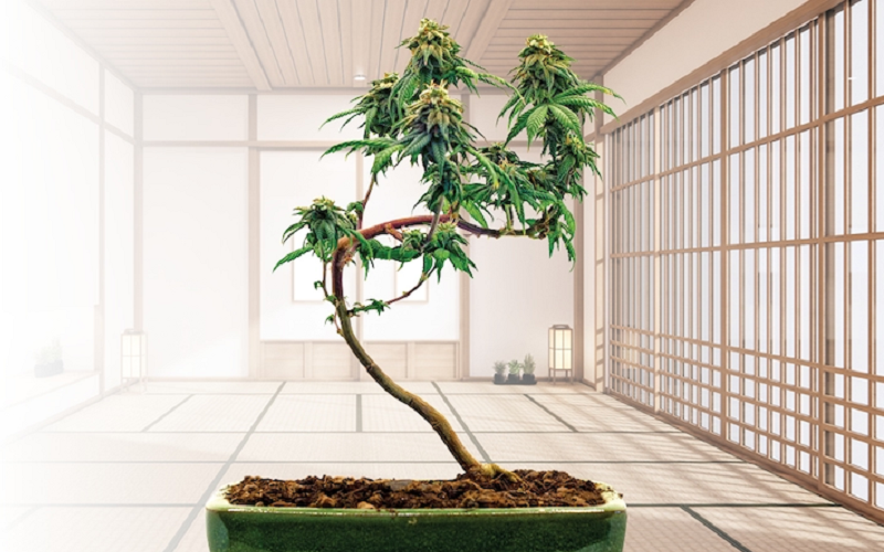 The Art and Science of Bonsai Cultivation