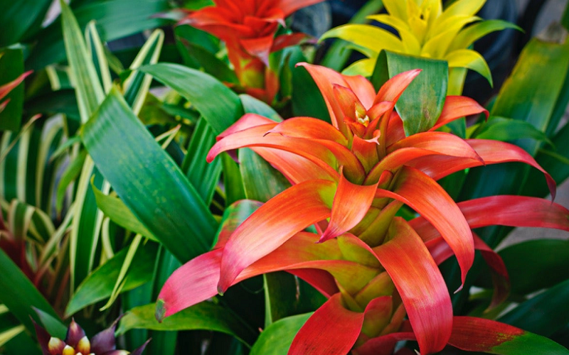 The Art and Science of Bromeliad Cultivation
