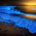 bioluminescent algae in nature people