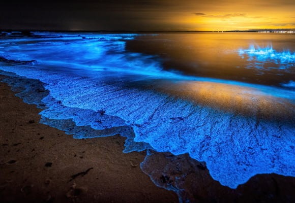 The Role of Bioluminescent Algae In Nature and For People