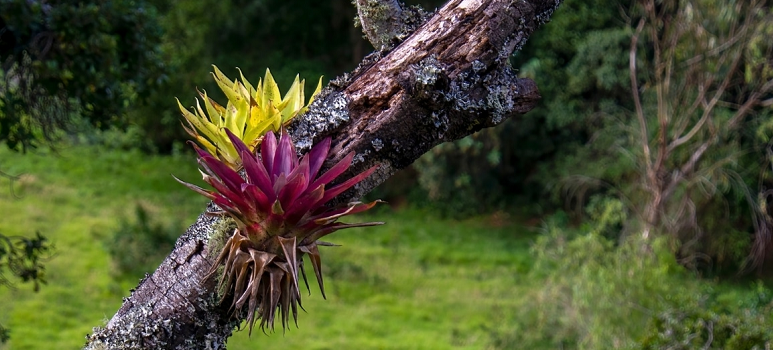 bromeliads in nature