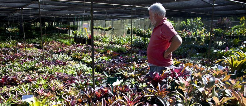 cultivating bromeliads
