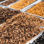 economics sustainability insects protein