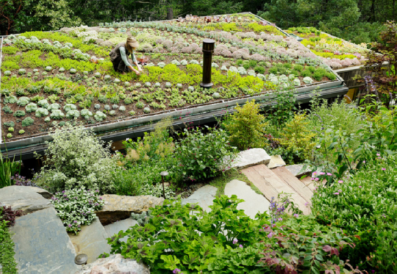 Creating a Gorgeous Environmentally Friendly Green Roof