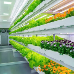 indoor garden farming becoming popular