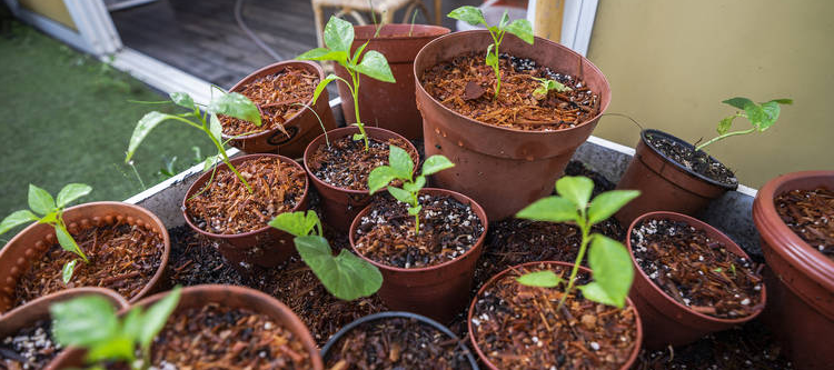 indoor garden farming pros cons