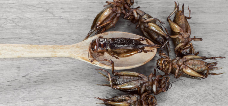 insects alternative protein
