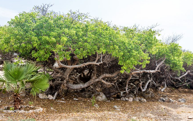 The Manchineel Tree May Be the World’s Most Dangerous Tree