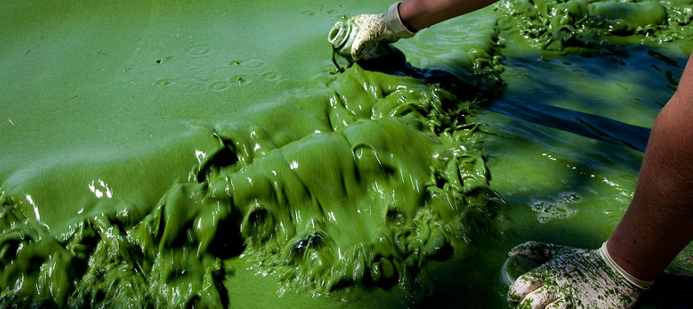 sustainability of algae