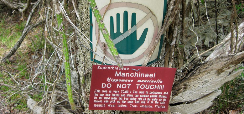 toxic manchineel
