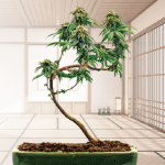 art science bonsai cultivation