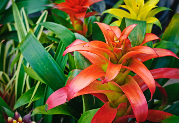 The Art and Science of Bromeliad Cultivation
