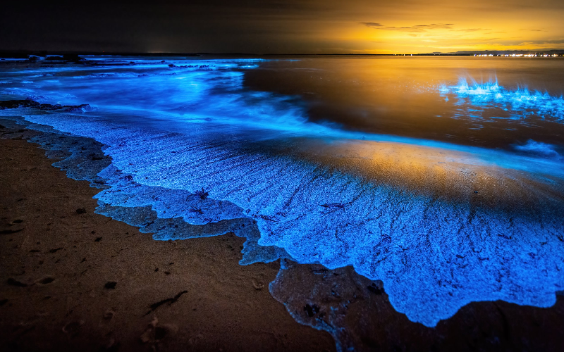 The Role of Bioluminescent Algae In Nature and For People
