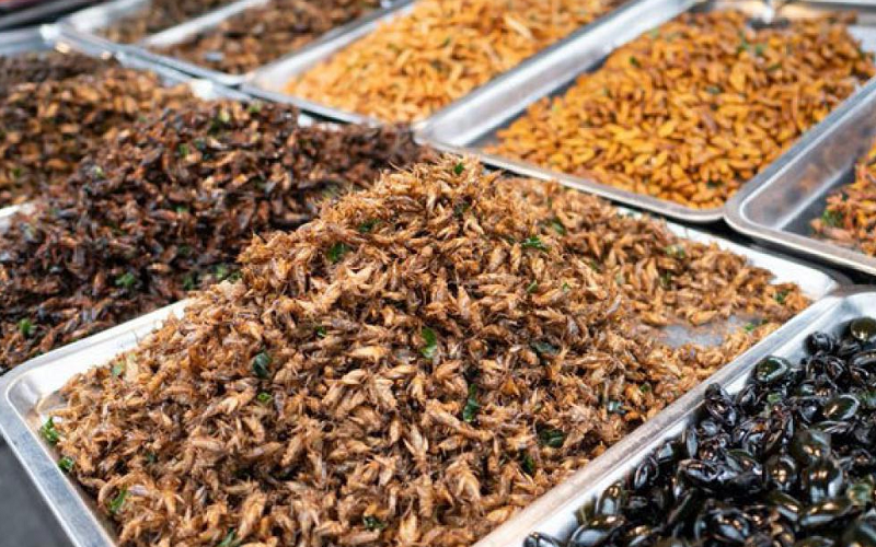 The Economics and Sustainability of Insects as an Alternative Protein Source