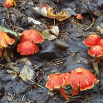 fungi role in agriculture medicine