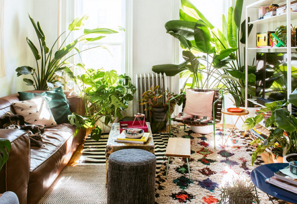 How Both Indoor and Outdoor Plants Promote Comfort In Your Home