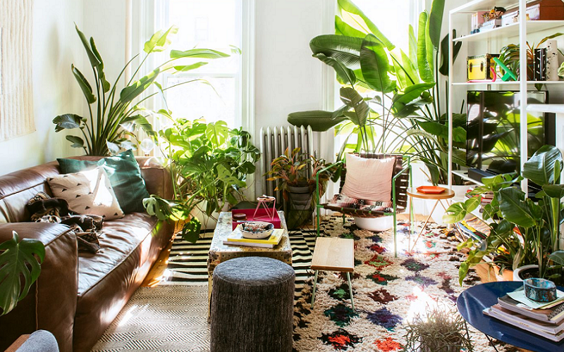How Both Indoor and Outdoor Plants Promote Comfort In Your Home