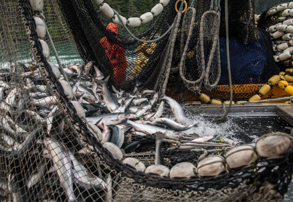 Is the Seafood Industry Sustainable?